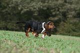 BASSET HOUND 013